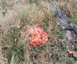 IMG_20201024_120045